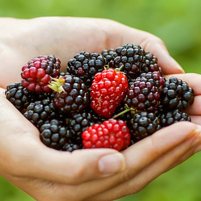 7 best fruits to combat diabetes! Photos PhotoGallery