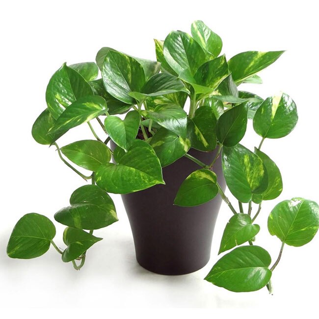 Golden Pothos Best indoor plants to purify air inside your home