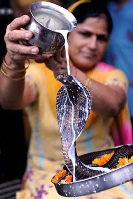 Snakes are given importance on Basant Panchami festival