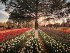 8 Lesser Known Spring Destinations Of Kashmir