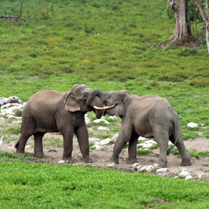 A beautiful picture of Dooars in West Bengal