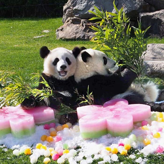 Cuteness Alert: Cute pics of pandas from around the world that will ...