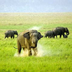 Are you a nature lover? Here are 6 best forests of India you must visit