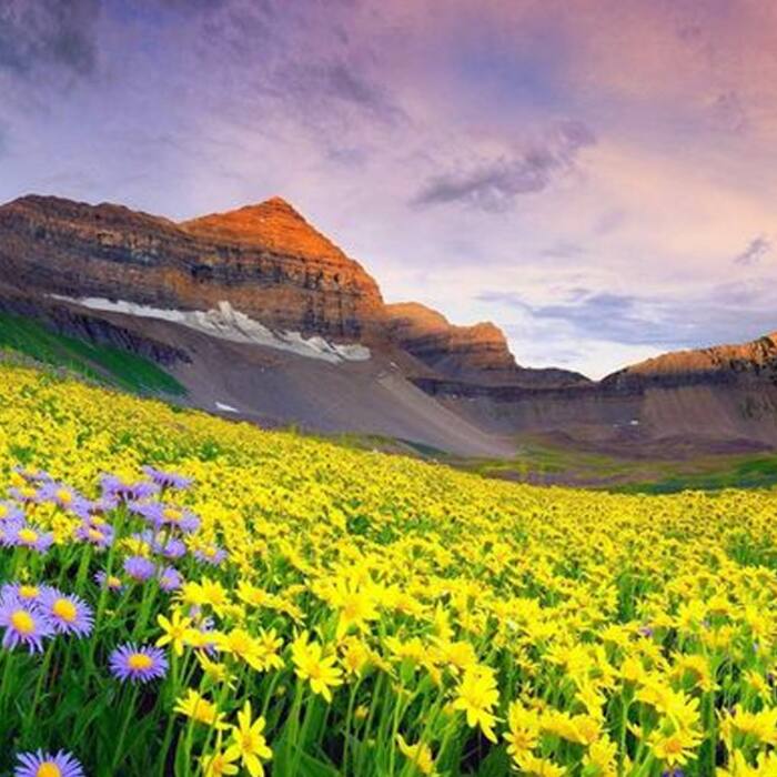 A picture of Valley of Flowers in Uttarakhand