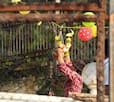 Janmashtami 2018: Shah Rukh Khan, AbRam and Gauri celebrated the festival, Break Dahi Handi