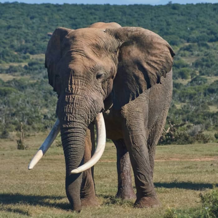 African elephant
