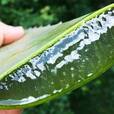 Side Effects Of Aloe Vera