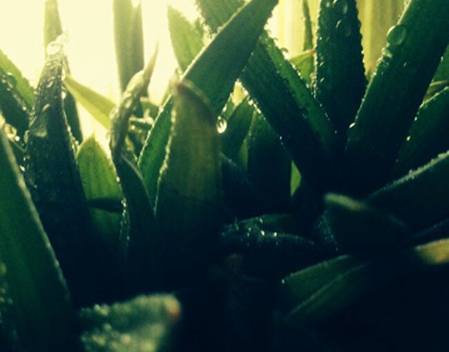 Aloe Vera fights plaque and other gum diseases