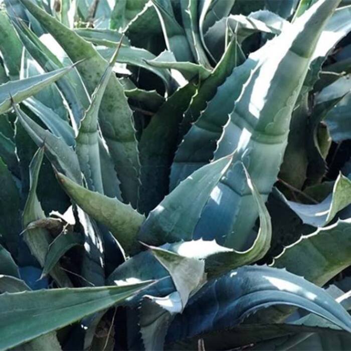 Side Effects Of Aloe Vera