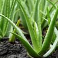 7 healthy reasons to have an Aloe Vera plant at home