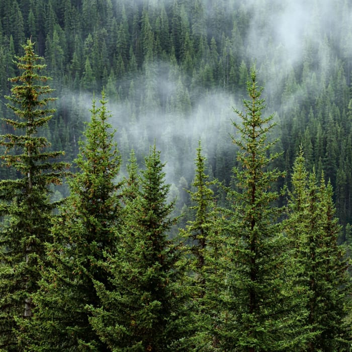 Amazon Rainforest  almost 5 5 million sq km 