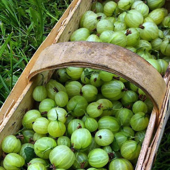 Check out Best 5 drinks to cleanse your liver naturally