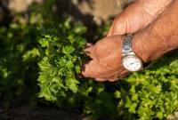 Benefits of Coriander: 7 reasons why you must start growing dhaniya in your home garden