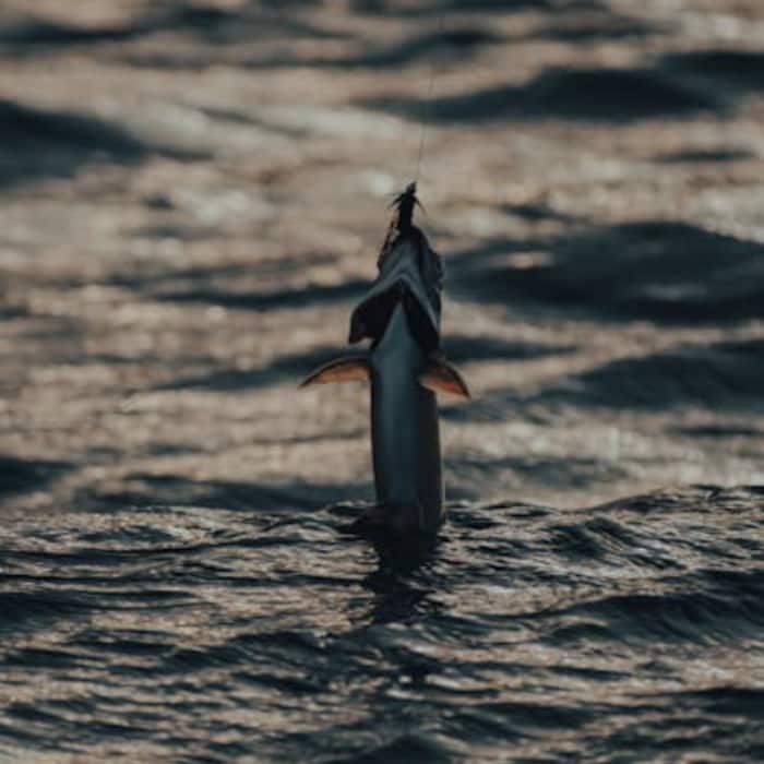 Black Marlin