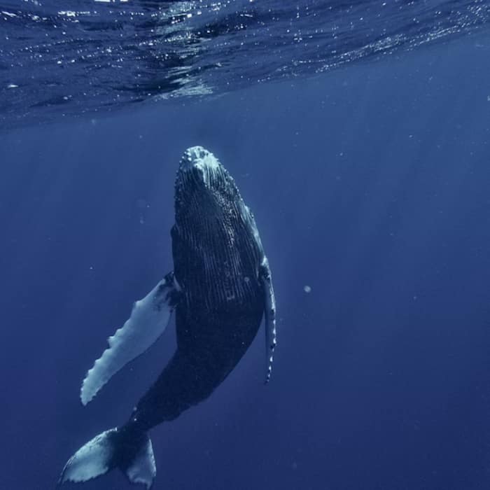 Blue whale
