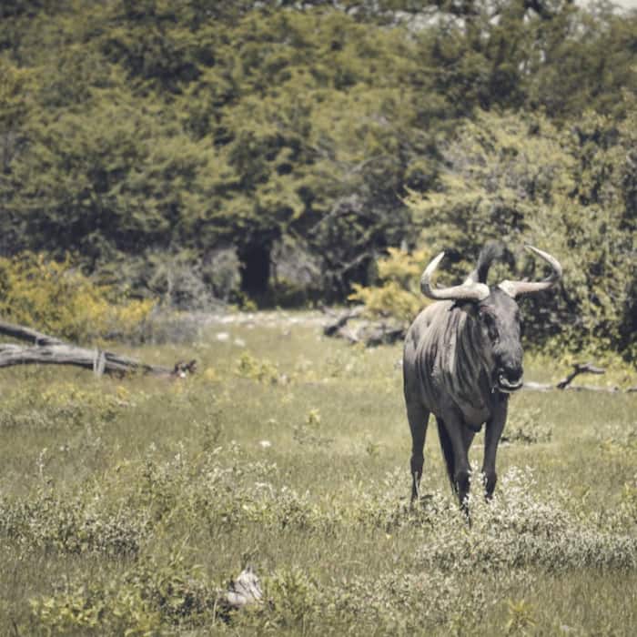 Blue Wildebeest