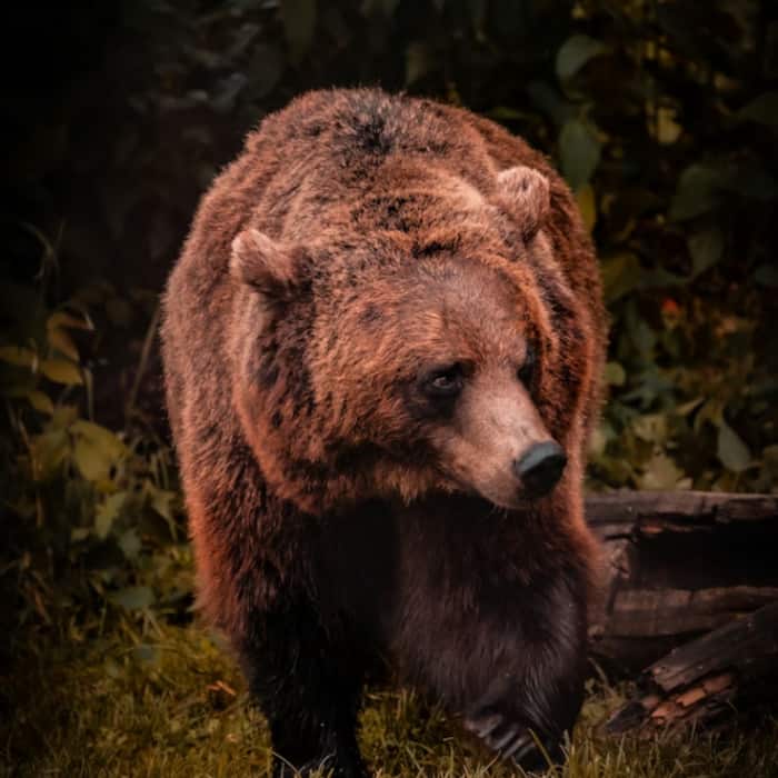 Brown bear