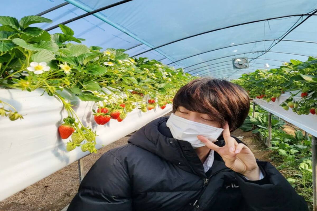 Bts Member Jin Visits Strawberry Farm And It Is The Sweetest Thing You Ll See On The Internet Today