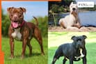 Bulldog to Rottweiler: 10 most dangerous dog breeds banned in India