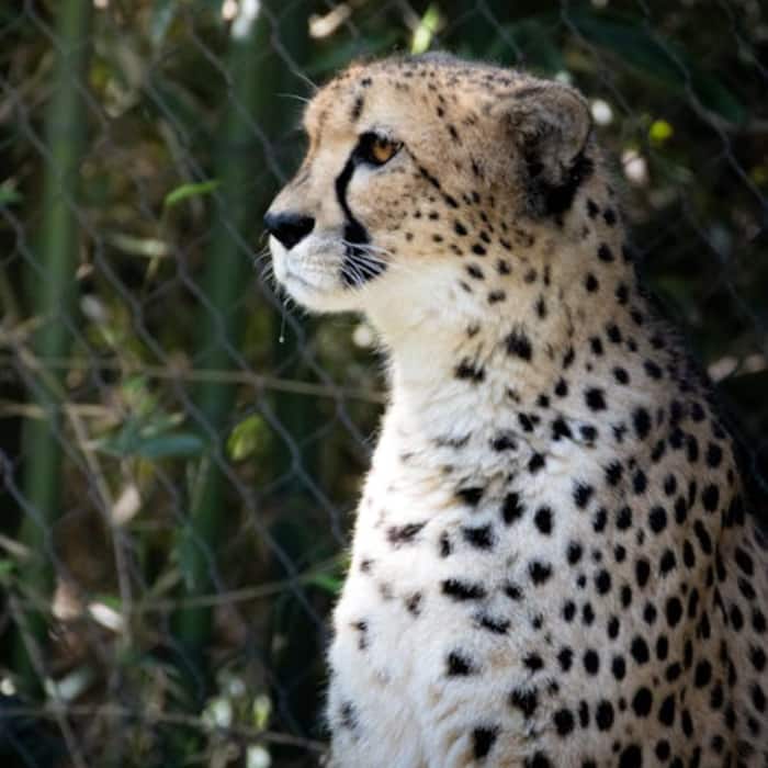 Cheetah
