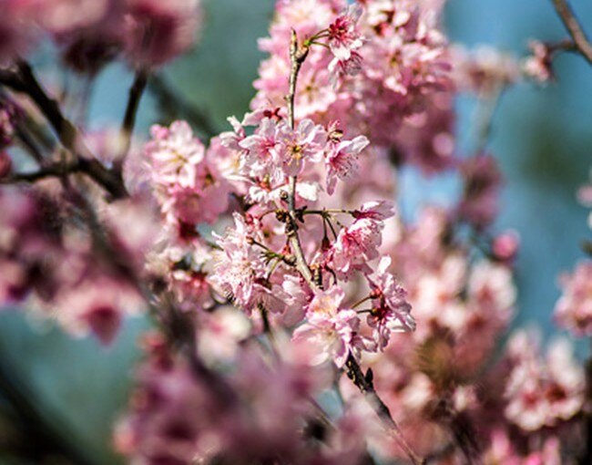 Cherry Blossoms make most expensive fragrances in world