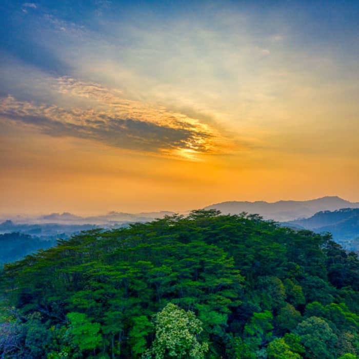 Top 10 largest forests in the world