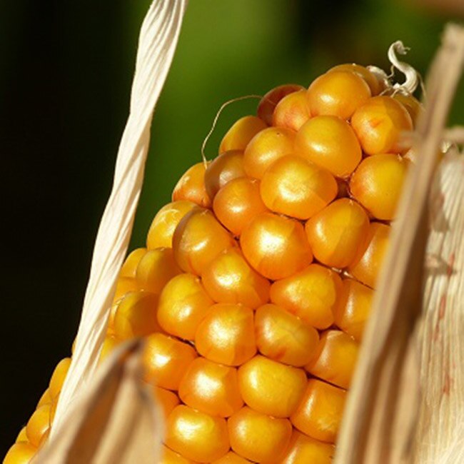 Corn contains high level of Vitamin B5