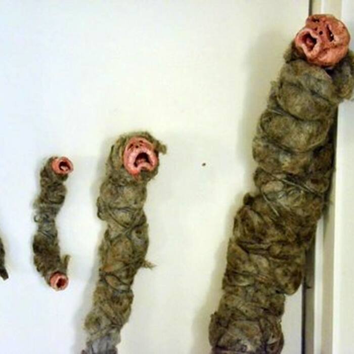 Creepy magical worms at Museum of Icelandic Sorcery and Witchcraft