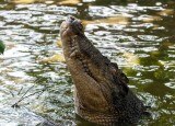 7 most interesting underwater hunters from the animal world