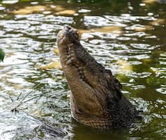 7 most interesting underwater hunters from the animal world