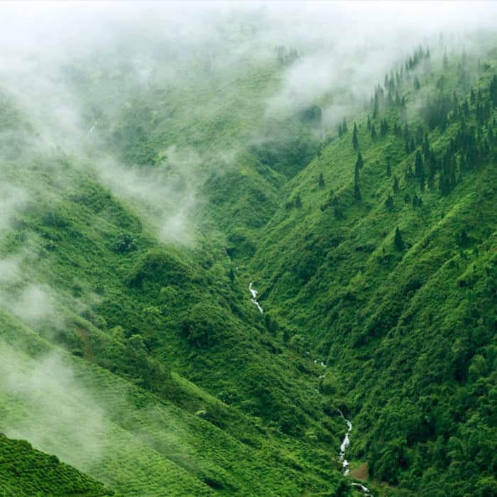 Darjeeling and Shillong     An escape to nature   s lap