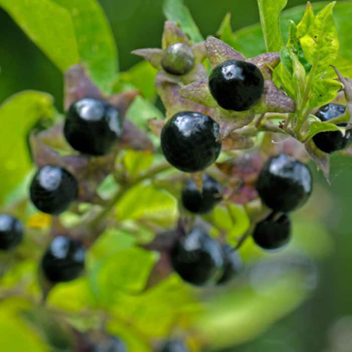 Deadly Nightshade can kill with only a few berries despite its attractive appearance.