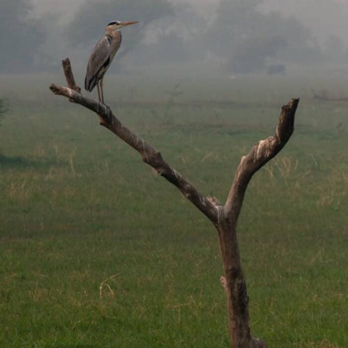 Ecological Processes are maintained within these protected areas, supporting essential natural cycles such as water purification and the preservation of genetic diversity.