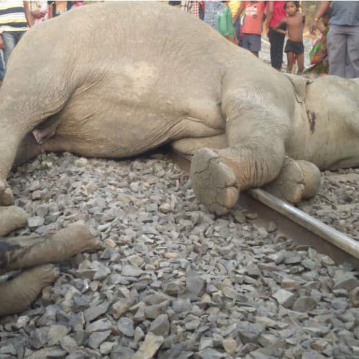 Elephants killed by train in Odisha