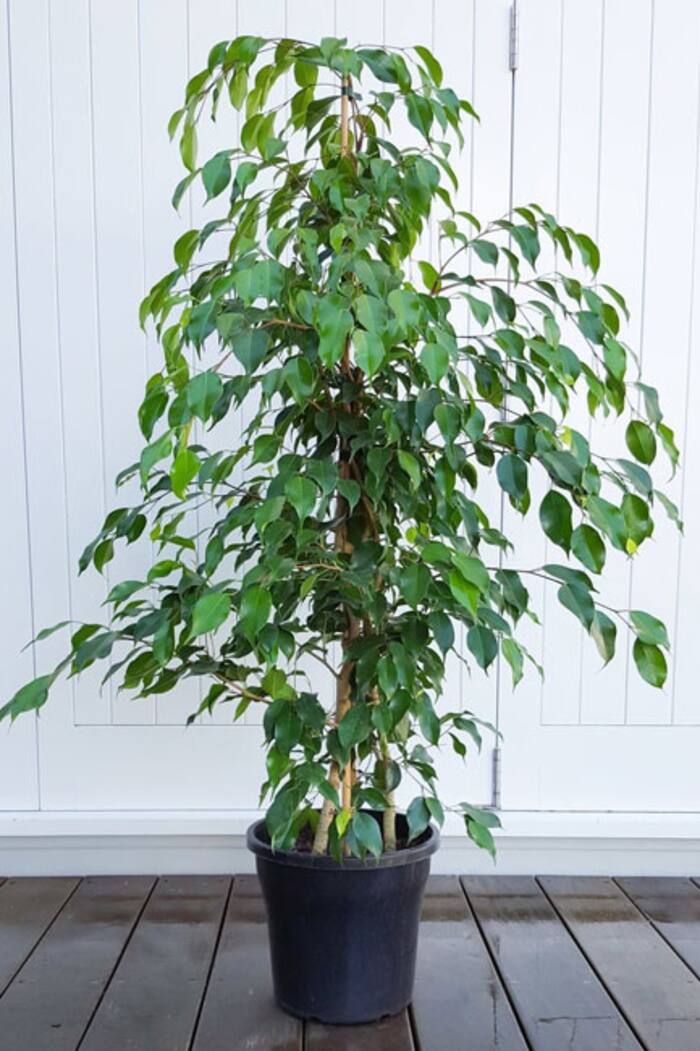 Ficus or Weeping Fig