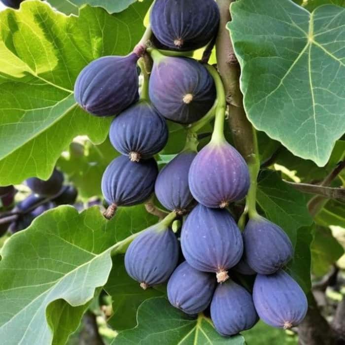 Figs