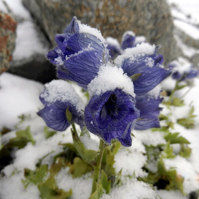 Flowers blooming in fresh snow