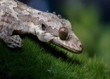 10 wonderful animals that fly without wings - In Pics