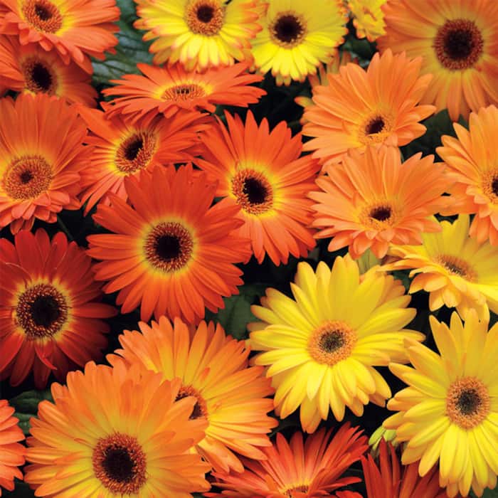 Gerbera Daisy