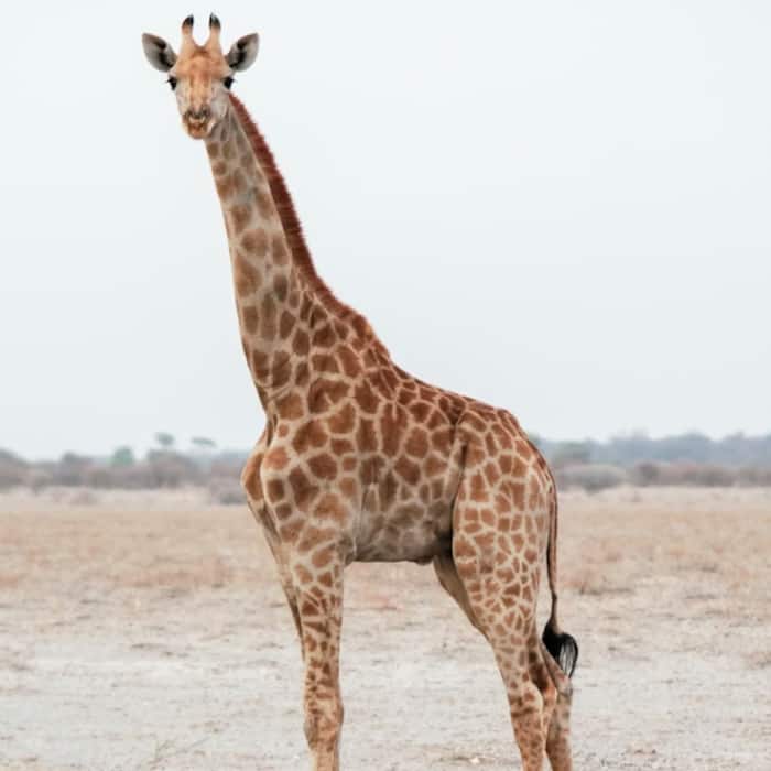 Giraffe