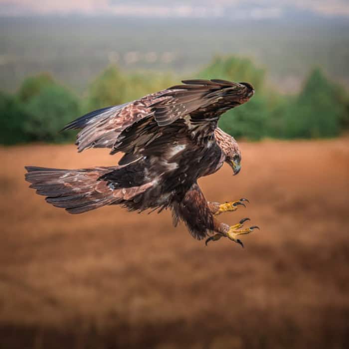 Golden Eagle