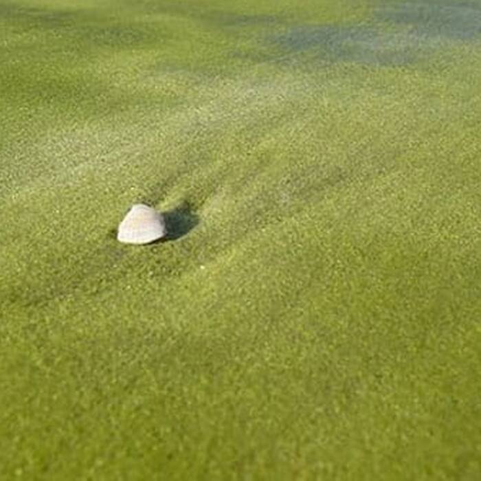 Grass Beach in Kourou  French Guiana
