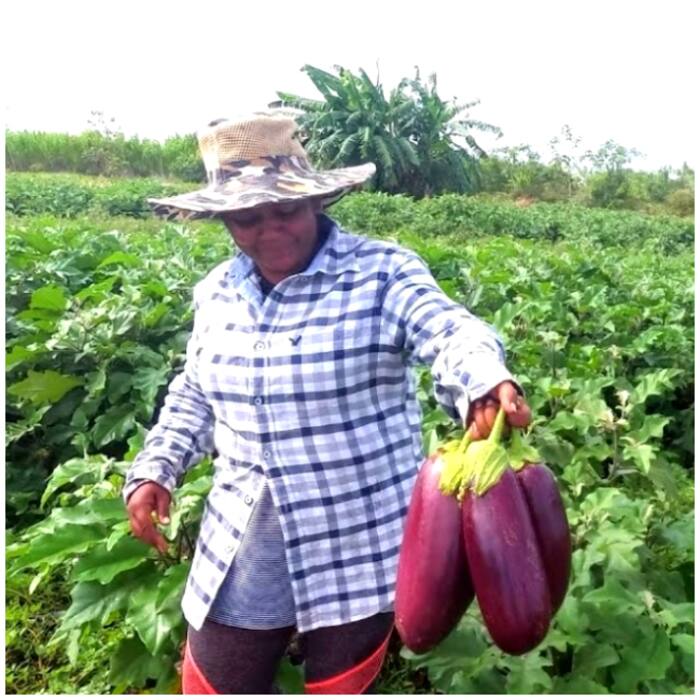 Guyana Exceeds in Key Areas