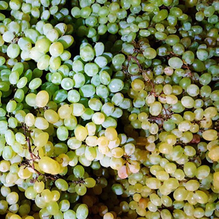 Have these 5 fruits to keep your kidney healthy