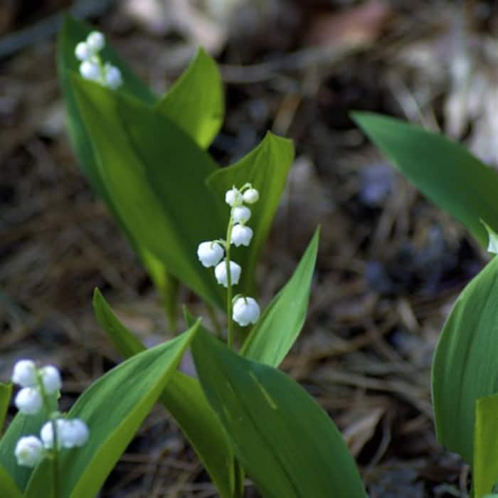 Hemlock water-dropwort can cause deadly spasms and the eerie sardonic grin.