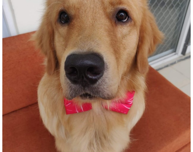 Not Sure Your Dog Loves You? Here Are 5 Signs To Look For