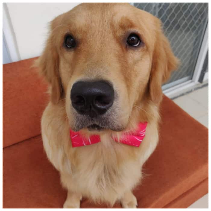 Not Sure Your Dog Loves You? Here Are 5 Signs To Look For