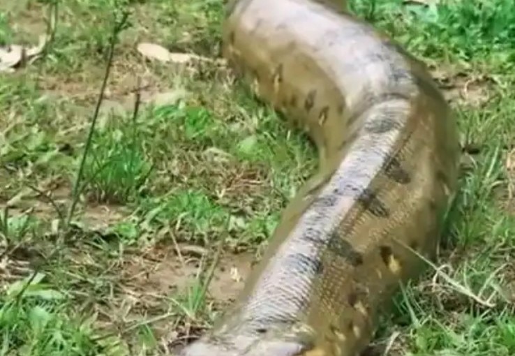 Huge python moving slowly towards jungle