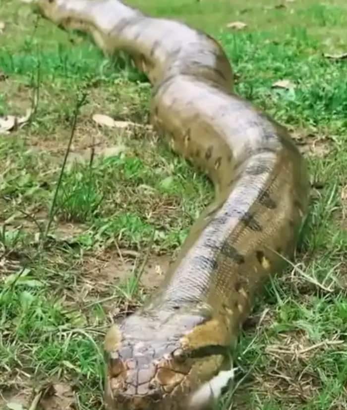 Viral: Sloth Follows Python Towards Jungle, See Pics of What Happened Next