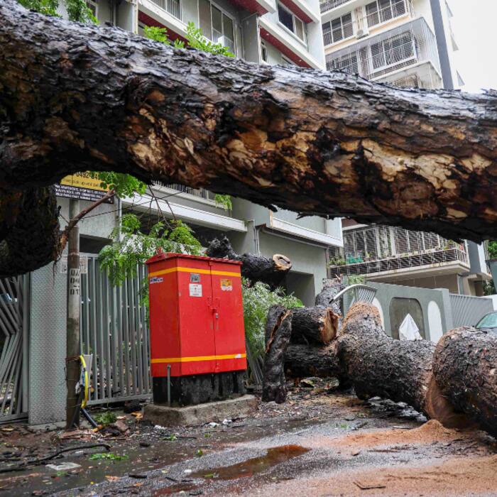 Huge tree uprooted by rain and winds in Mumbais Vile Parle